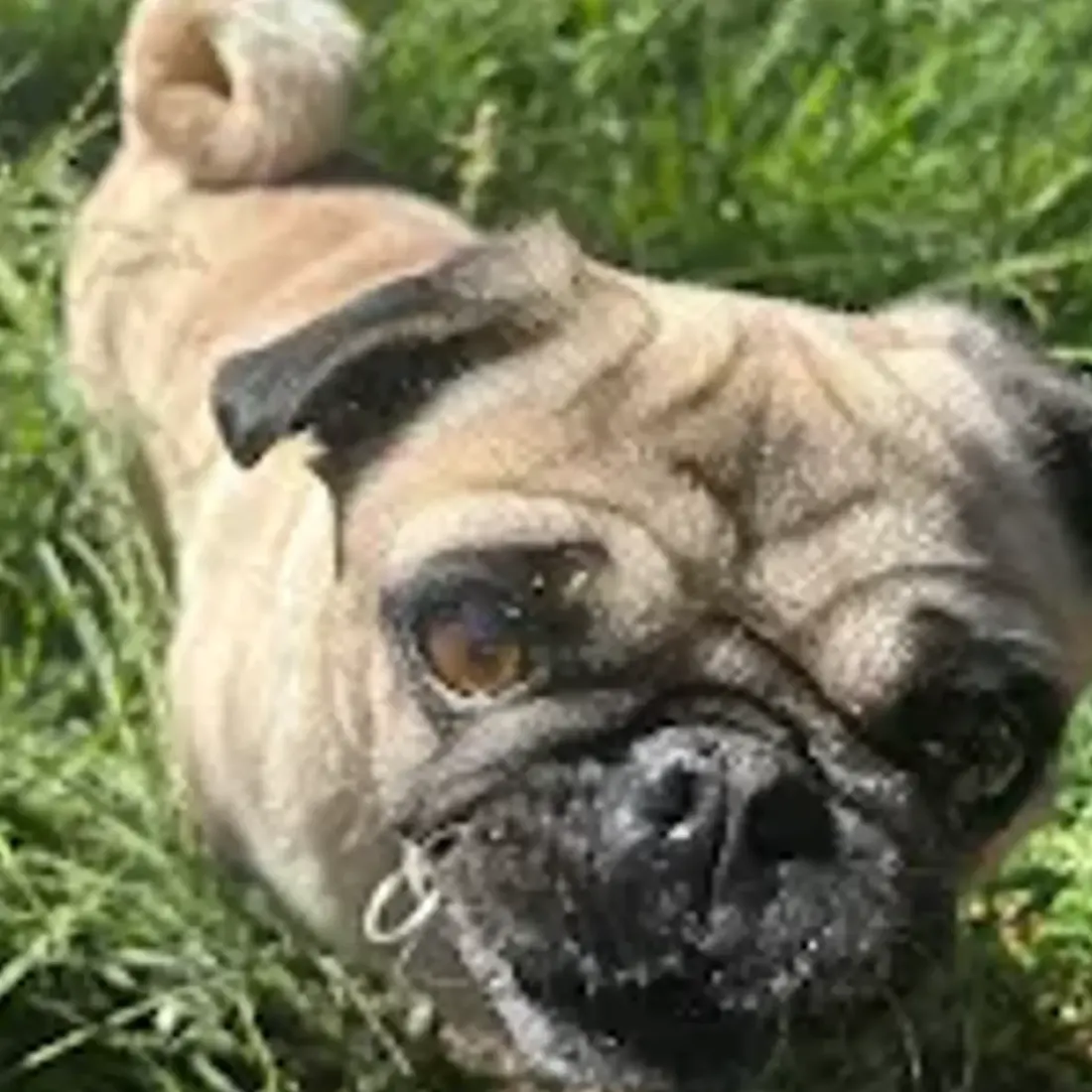 Close-up of a pug dog looking up in green grass