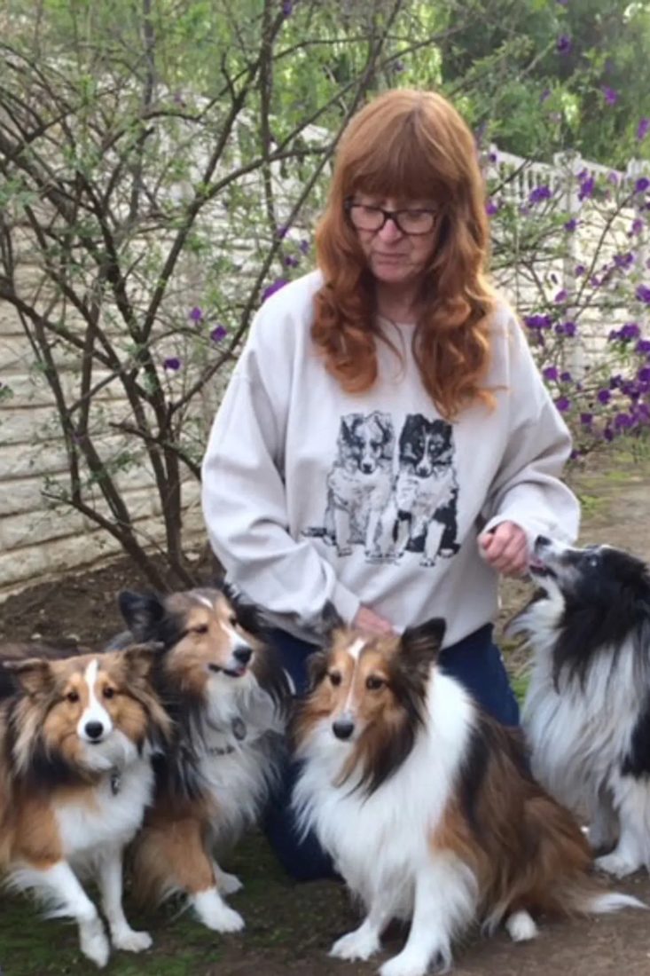 Woman sitting outdoors with four Shetland Sheepdogs in a garden
